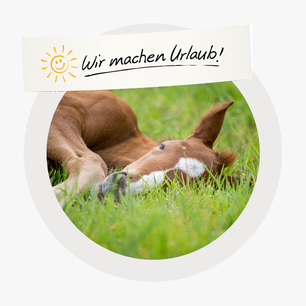 schlafendes Fohlen auf der Wiese mit Überschrift